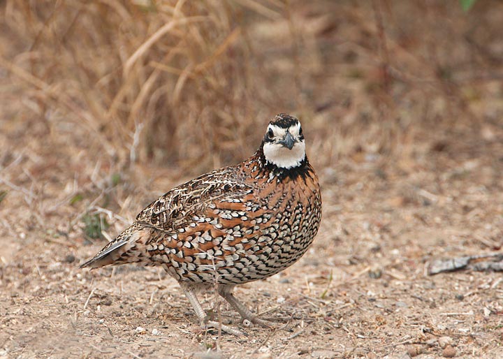 Northern Bobwhite