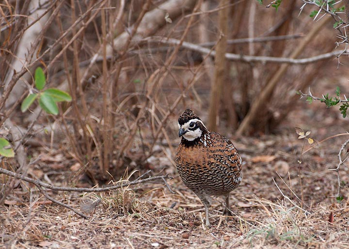 Northern Bobwhite