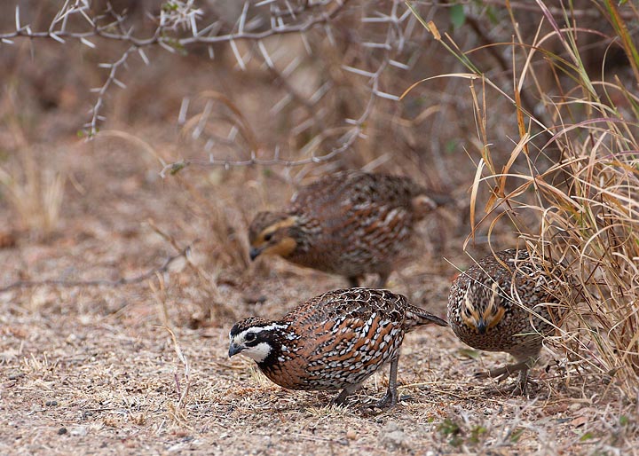 Northern Bobwhite