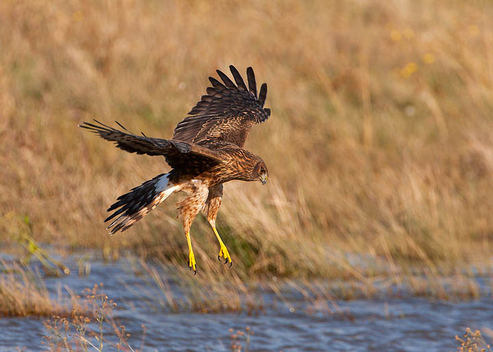 northern harrier