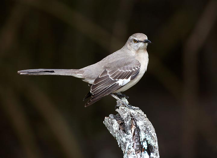 northern mockingbird