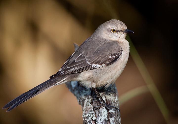 northern mockingbird