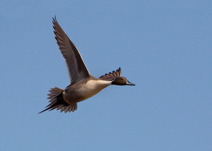 Northern Pintail