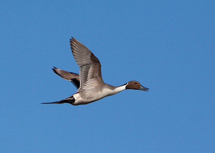 Northern Pintail