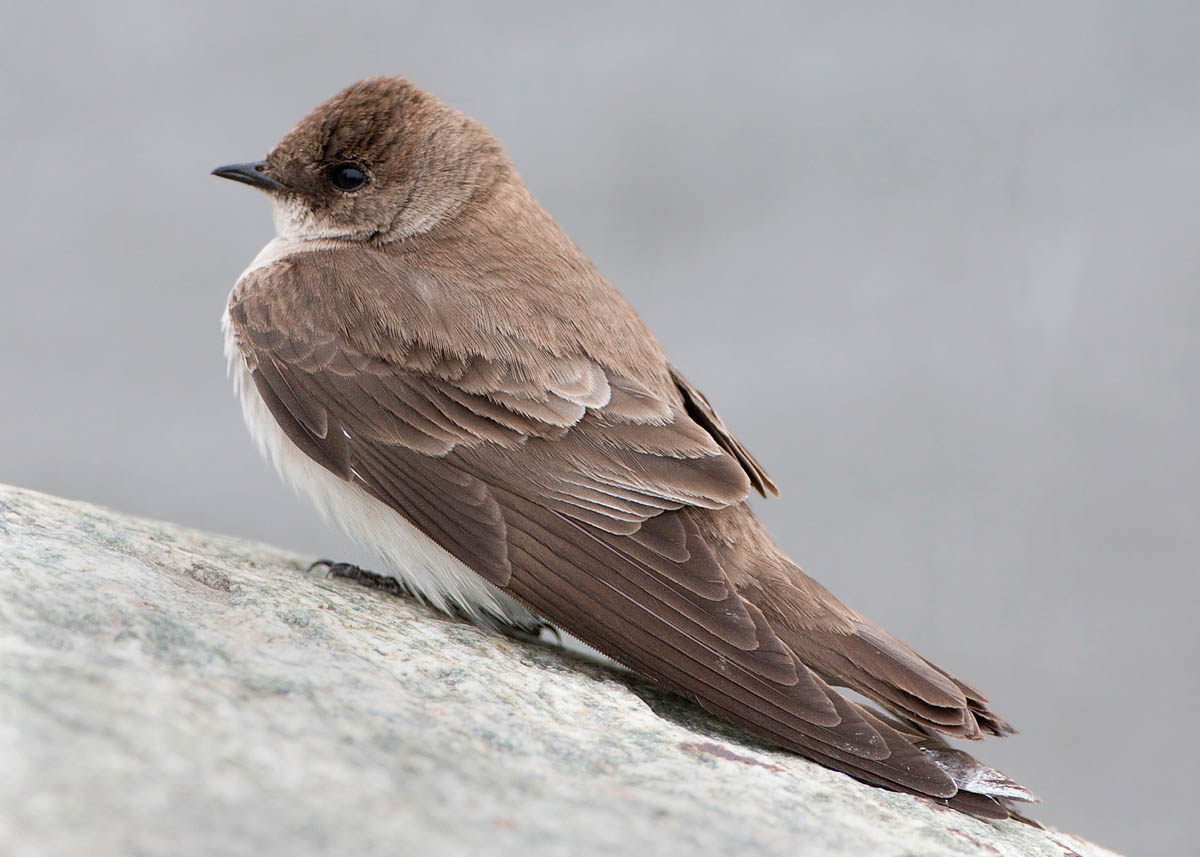 northern rough-winged swallow