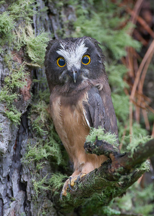 northern saw-whet owl