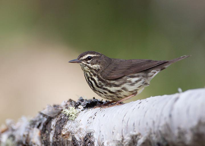 northern waterthrush