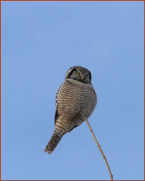 northern hawk owl