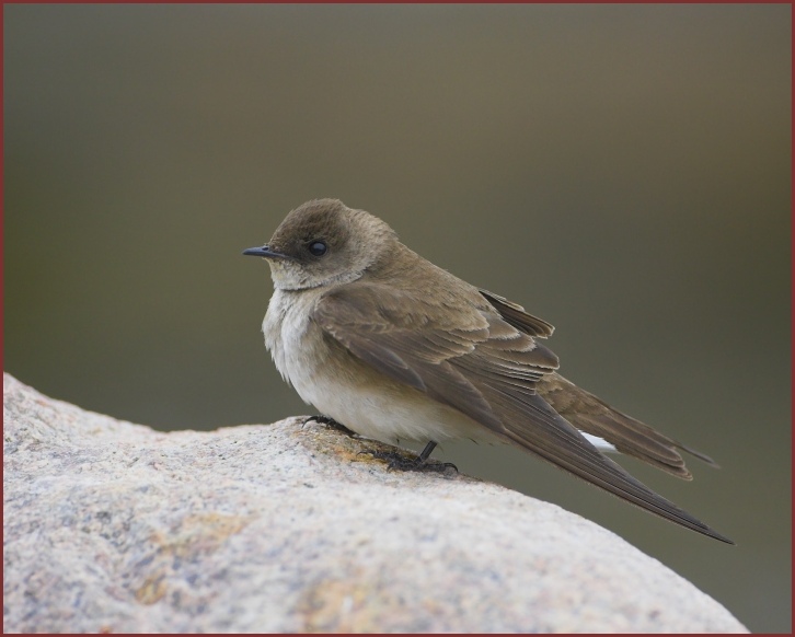 northern rough-winged swallow