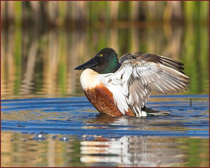 northern shoveler