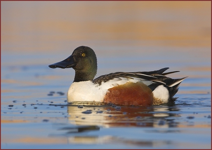 northern shoveler