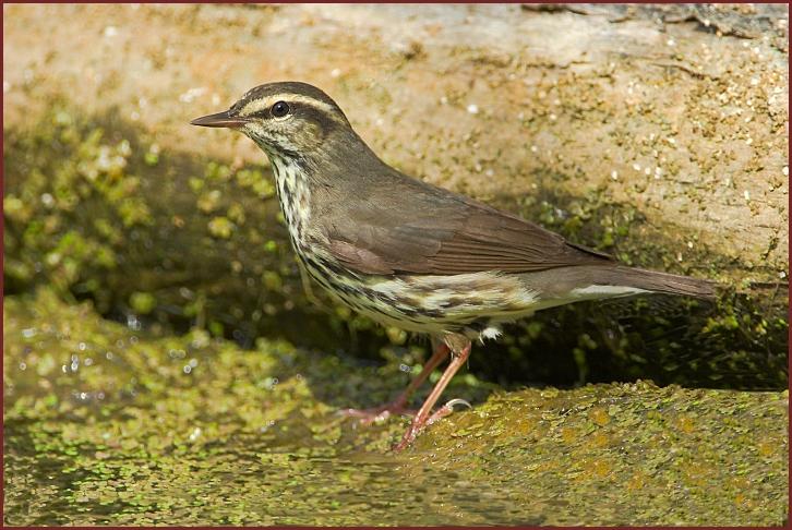 northern waterthrush