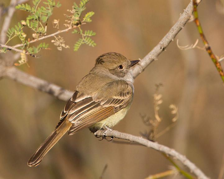 Nutting's Flycatcher