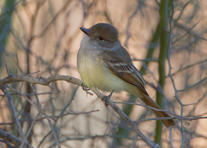 Nutting's Flycatcher