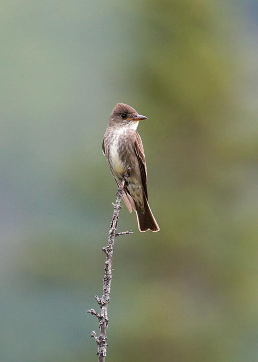 olive-sided flycatcher