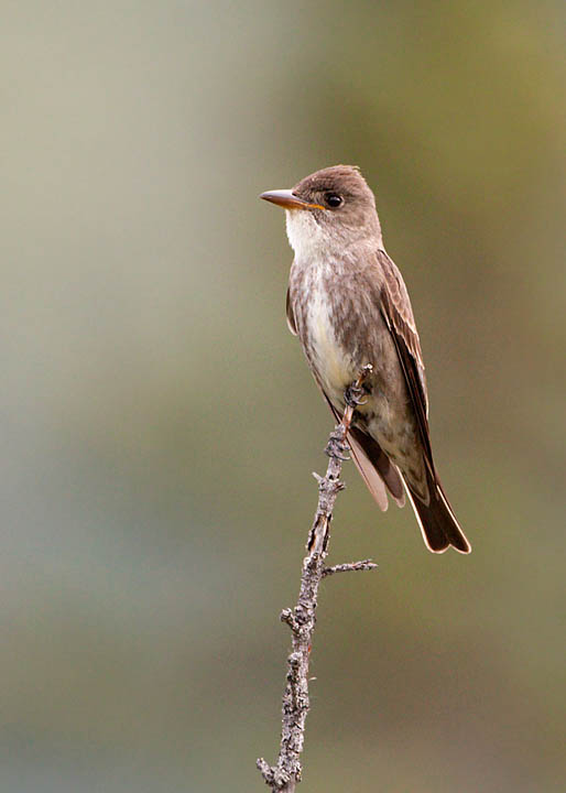 olive-sided flycatcher