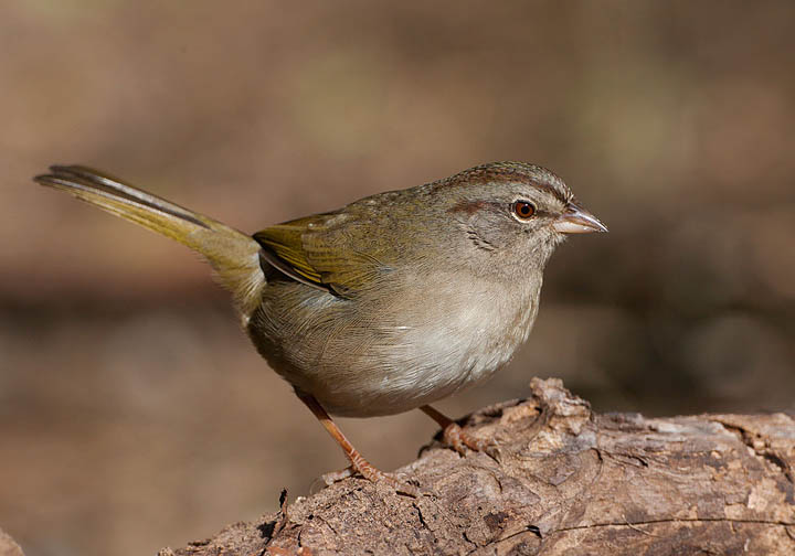 Olive Sparrow