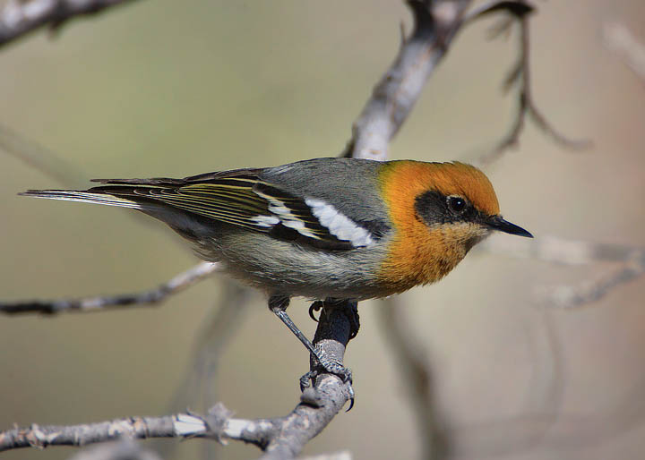 olive warbler