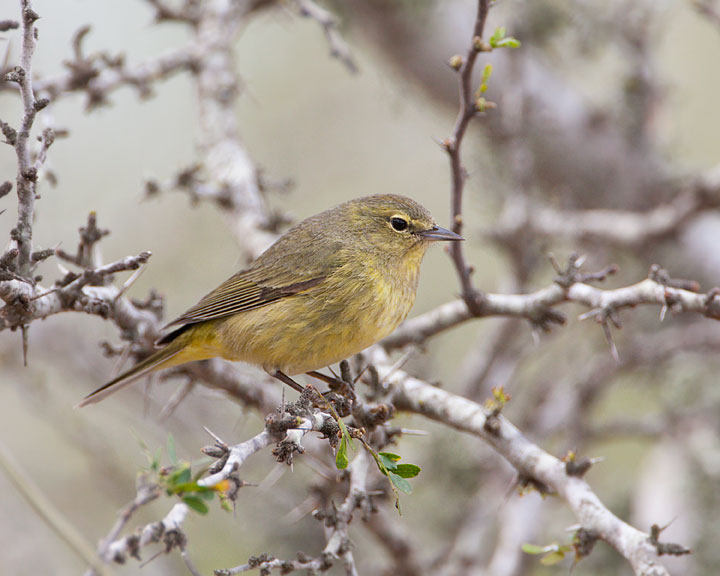 orange-crowned warbler