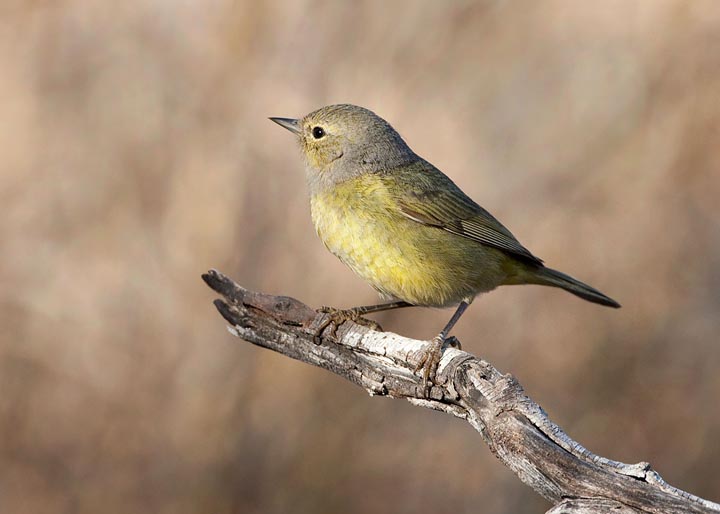 orange-crowned warbler