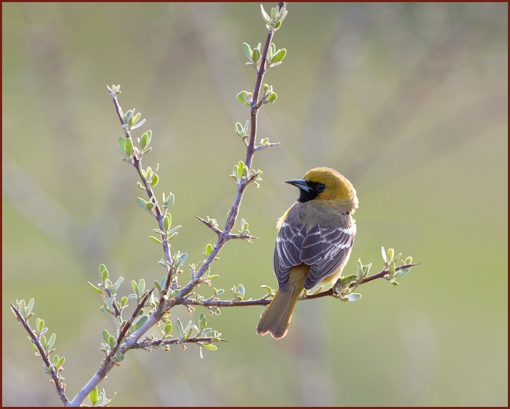 orchard oriole