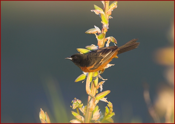 orchard oriole