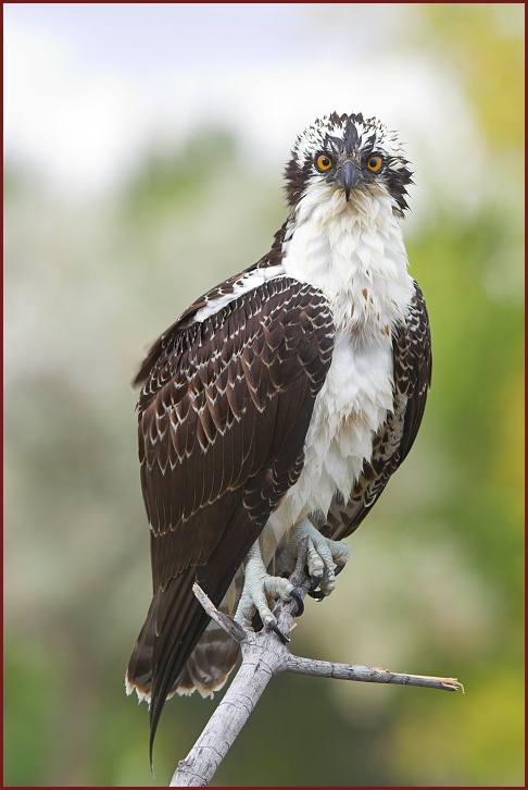 osprey