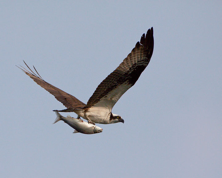 osprey