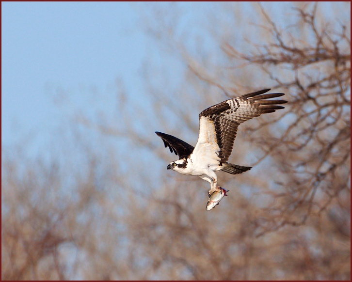 Osprey