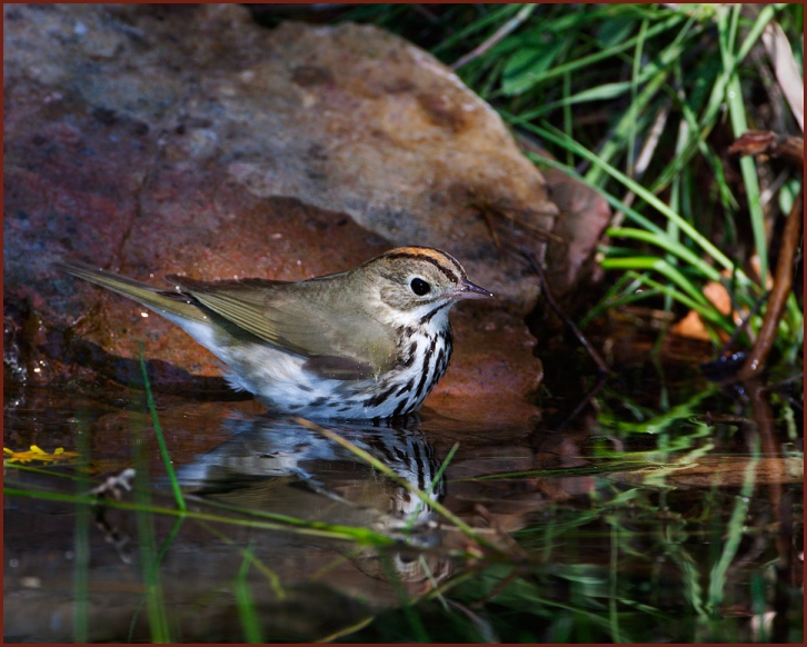 ovenbird