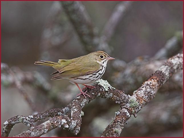 ovenbird