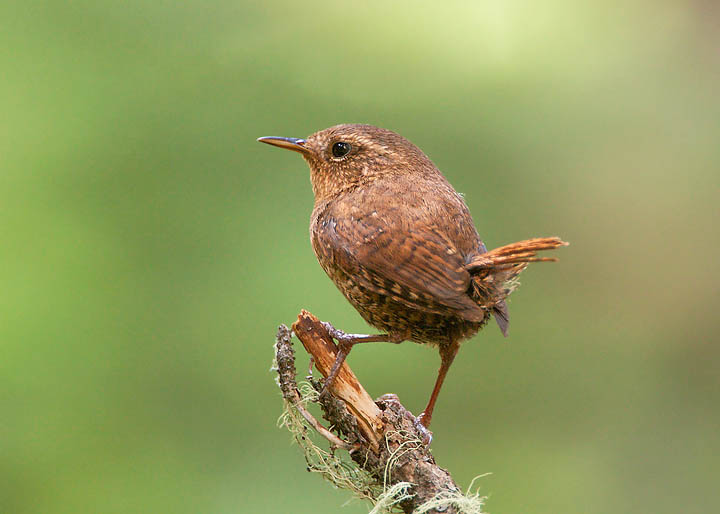 Pacific Wren