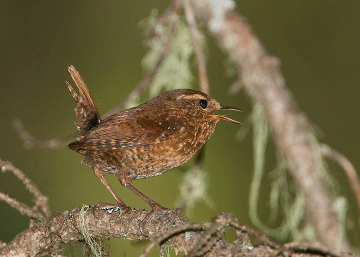 Pacific Wren