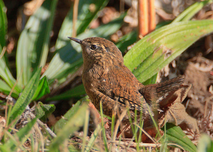 pacific wren