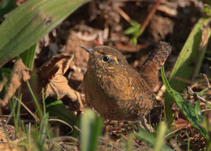 pacific wren