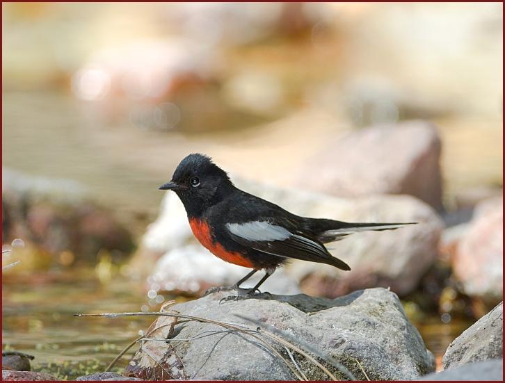 painted redstart