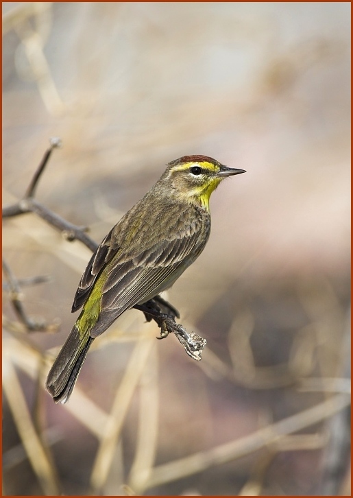 palm warbler