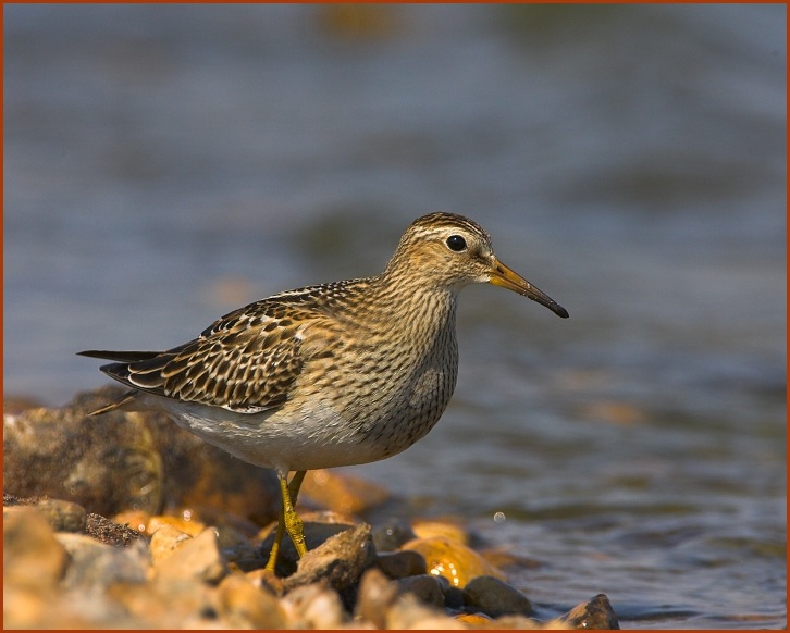 pectoral sandpiper