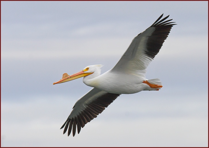 White Pelican