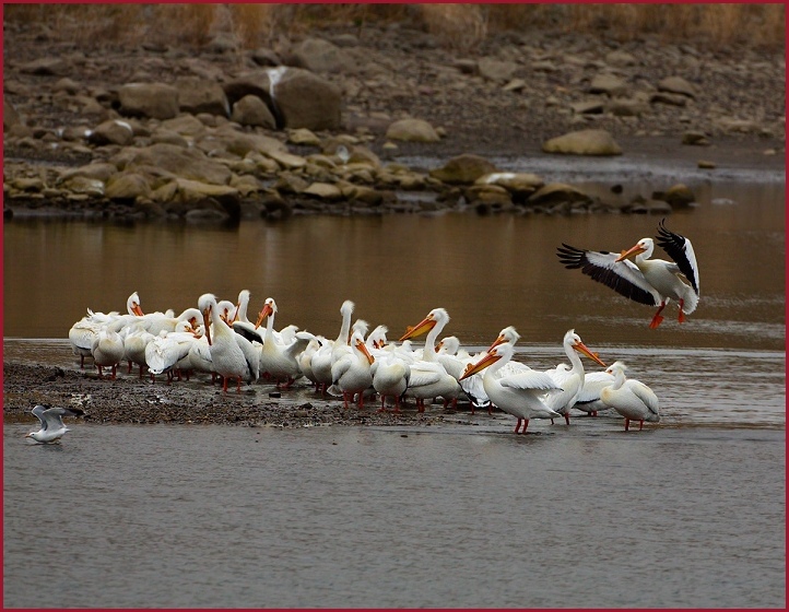 American white pelicans