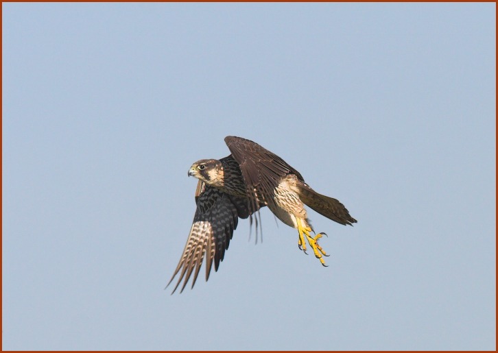 peregrine falcon