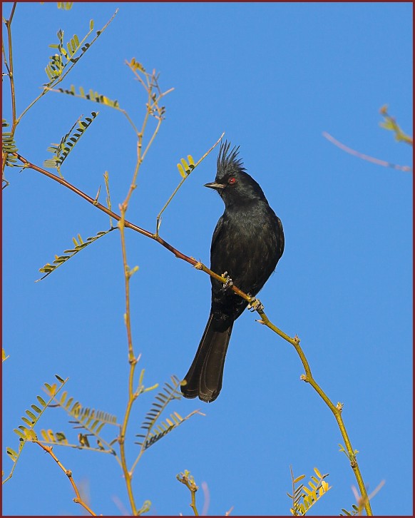 phainopepla