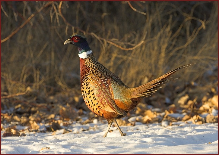 ring-necked pheasant