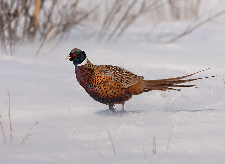 ring-necked pheasant