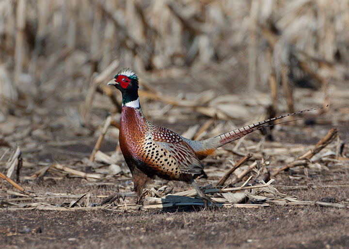 ring-necked pheasant