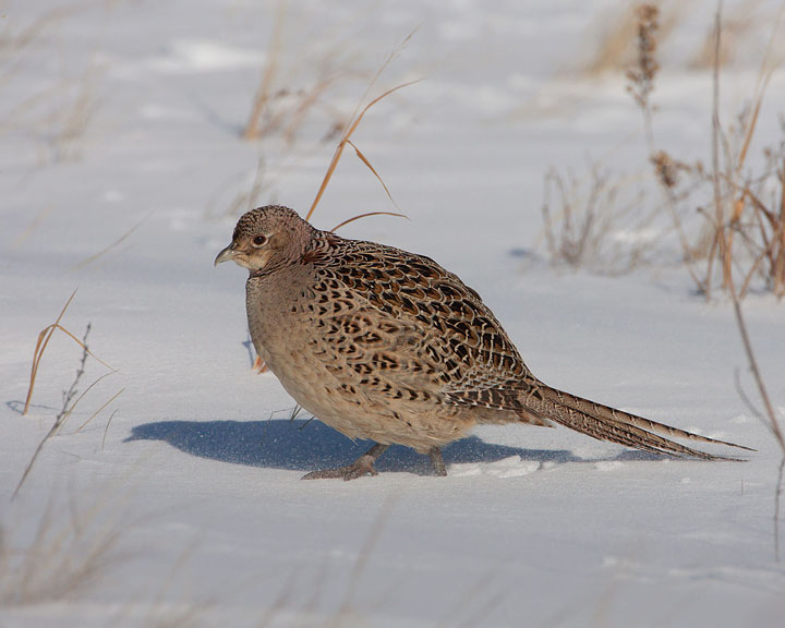 ring-necked pheasant