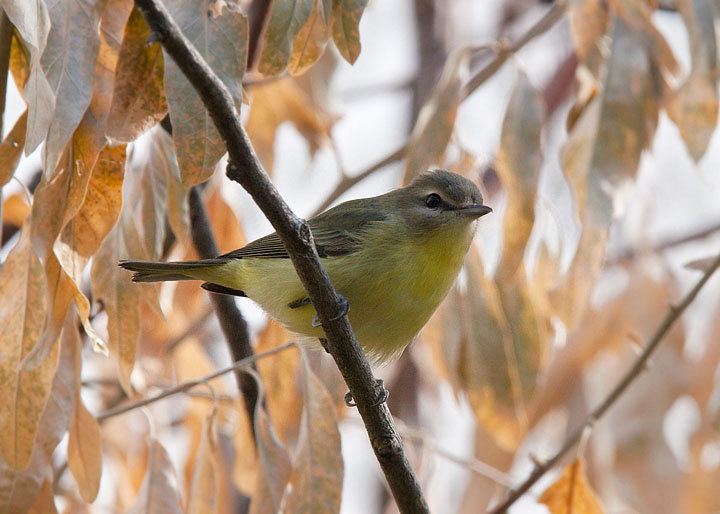 Philadelphia Vireo