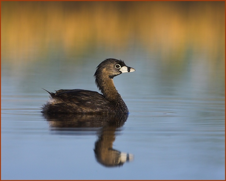 pied-billed grebe