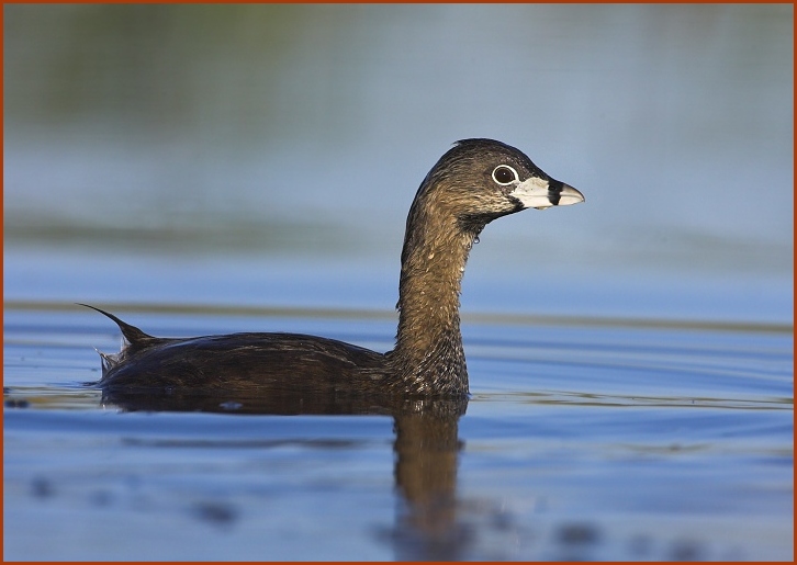 pied-billed grebe