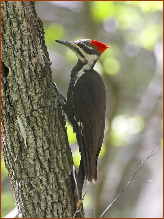 pileated woodpecker